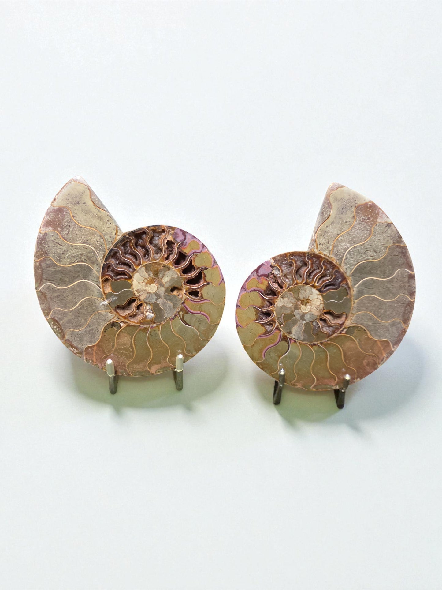 Ammonite Fossil Pair