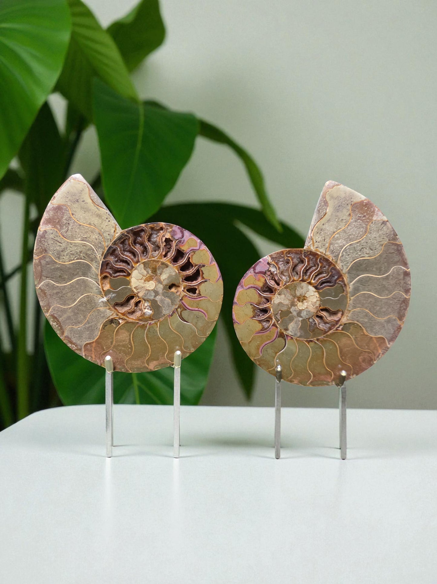 Ammonite Fossil Pair