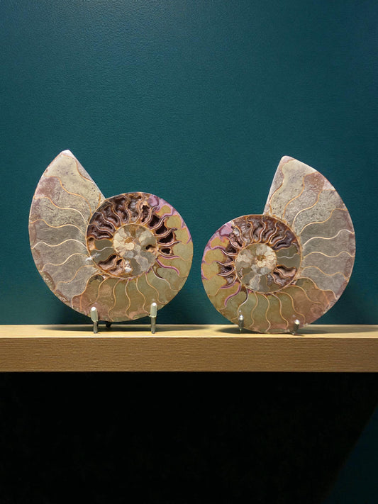 Ammonite Fossil Pair
