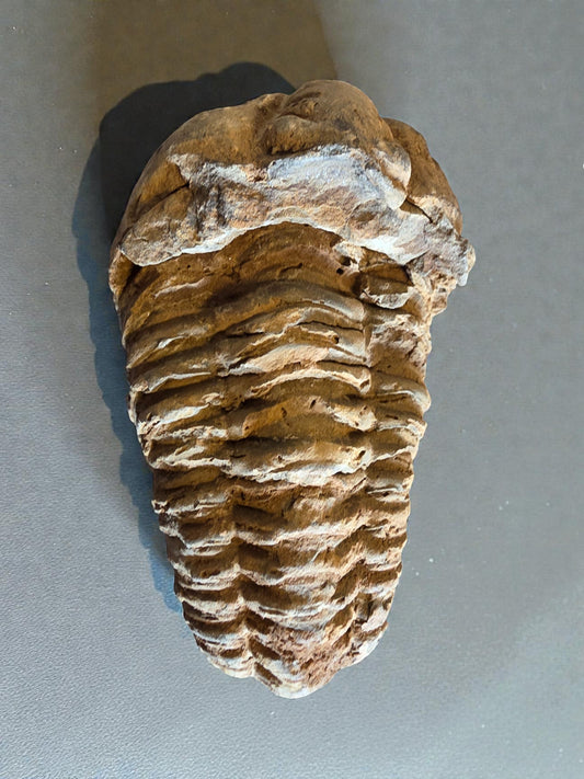 Authentic trilobite fossil with segmented exoskeleton preserved in natural stone